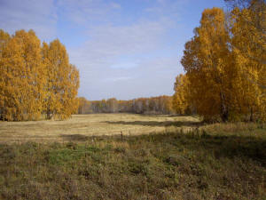 Природа Сибири Природа Сибири